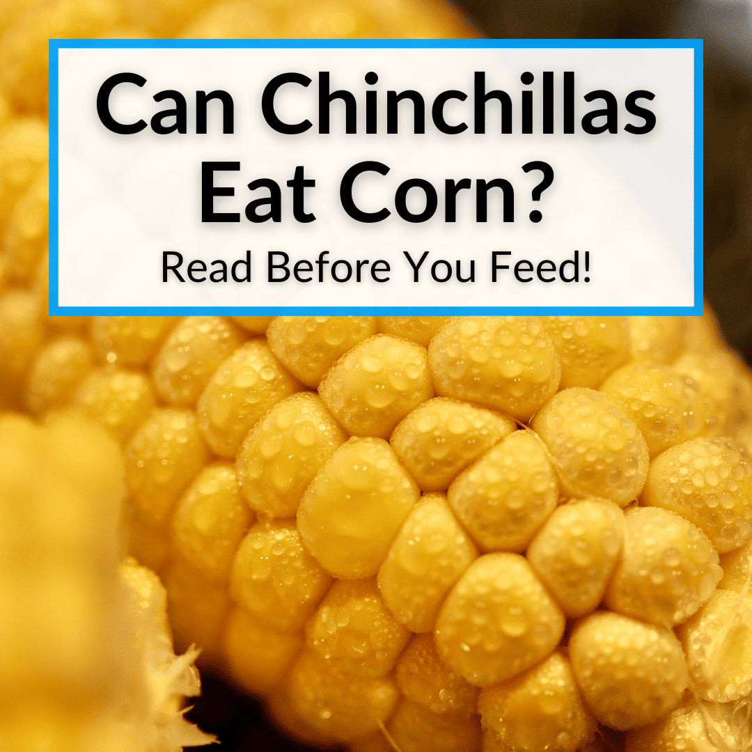 Can Chinchillas Eat Corn
