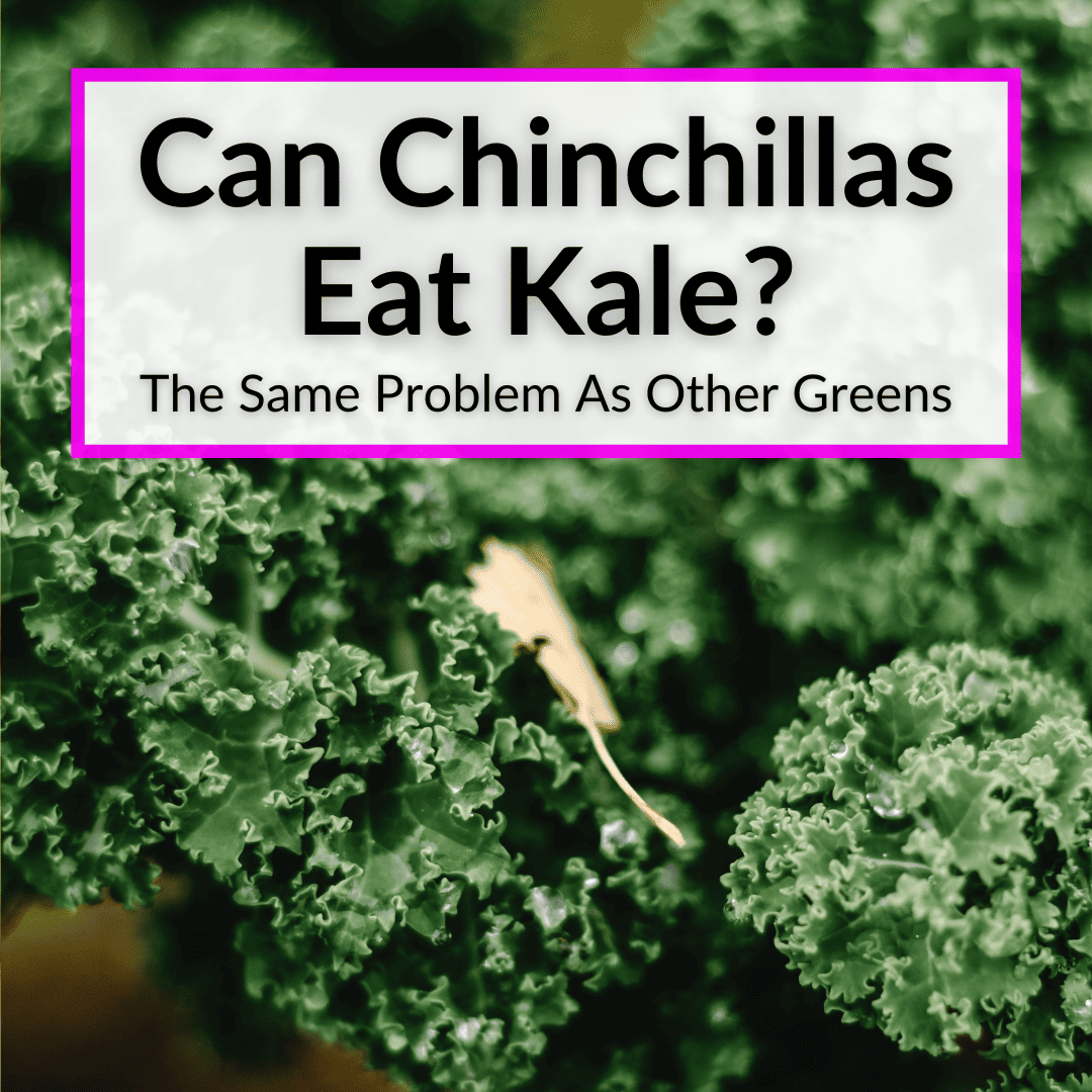 Can Chinchillas Eat Kale