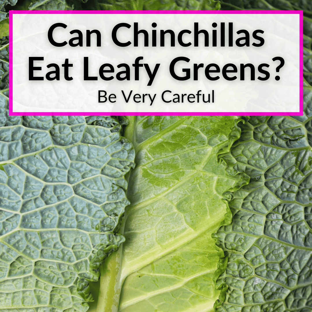 Can Chinchillas Eat Leafy Greens