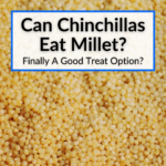 can chinchillas eat millet