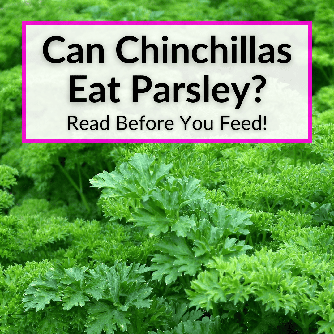Can Chinchillas Eat Parsley