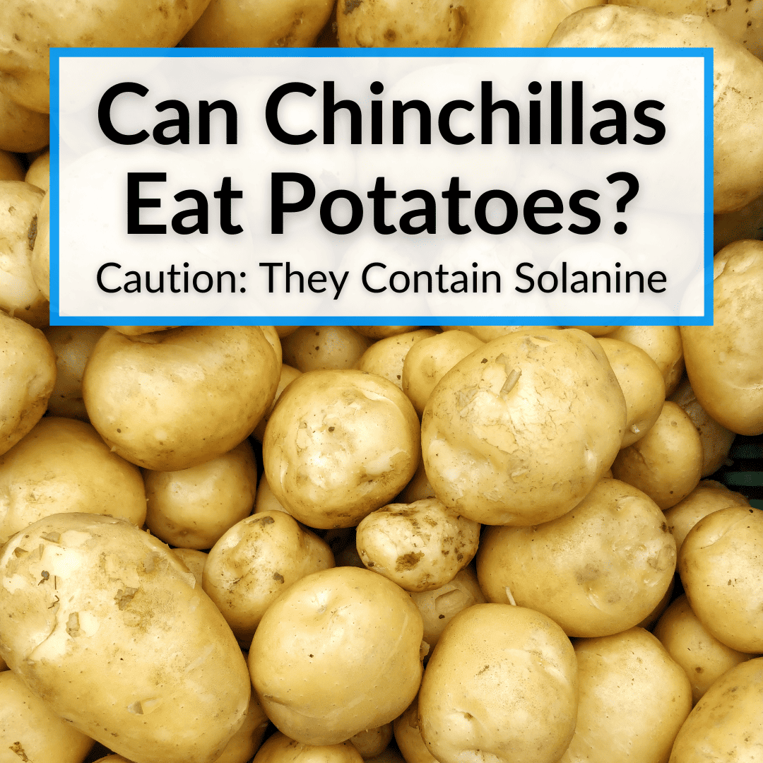 Can Chinchillas Eat Potatoes