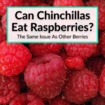 Can Chinchillas Eat Raspberries