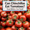 Can Chinchillas Eat Tomatoes