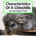 Characteristics Of A Chinchilla