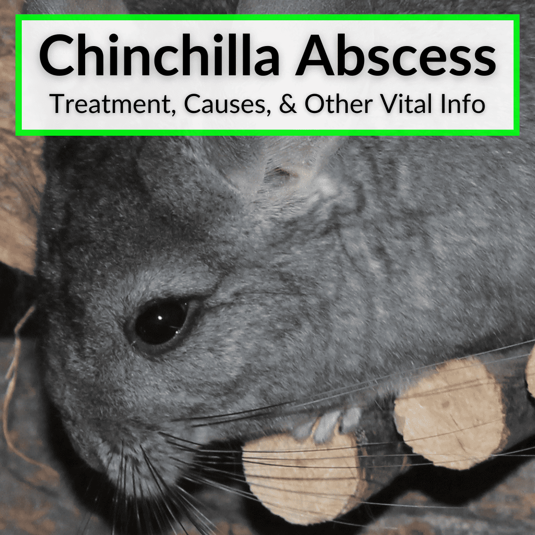 Chinchilla Abscess