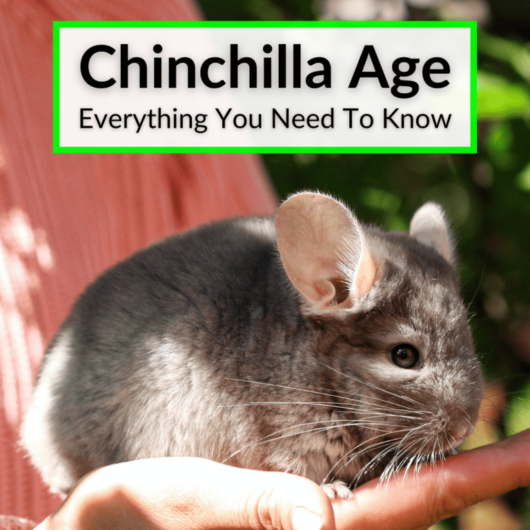 Chinchilla Age Everything You Need To Know 