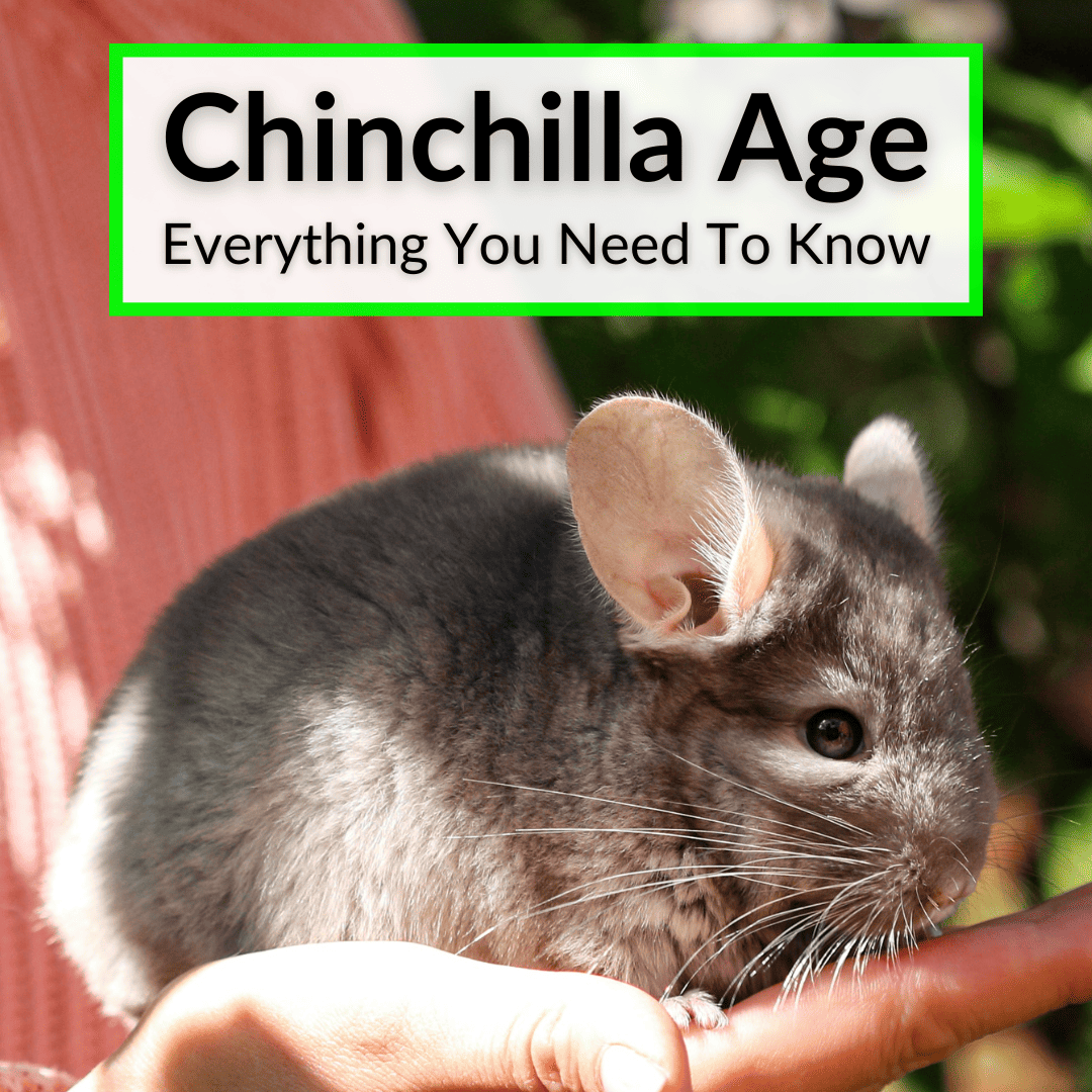 Chinchilla Age