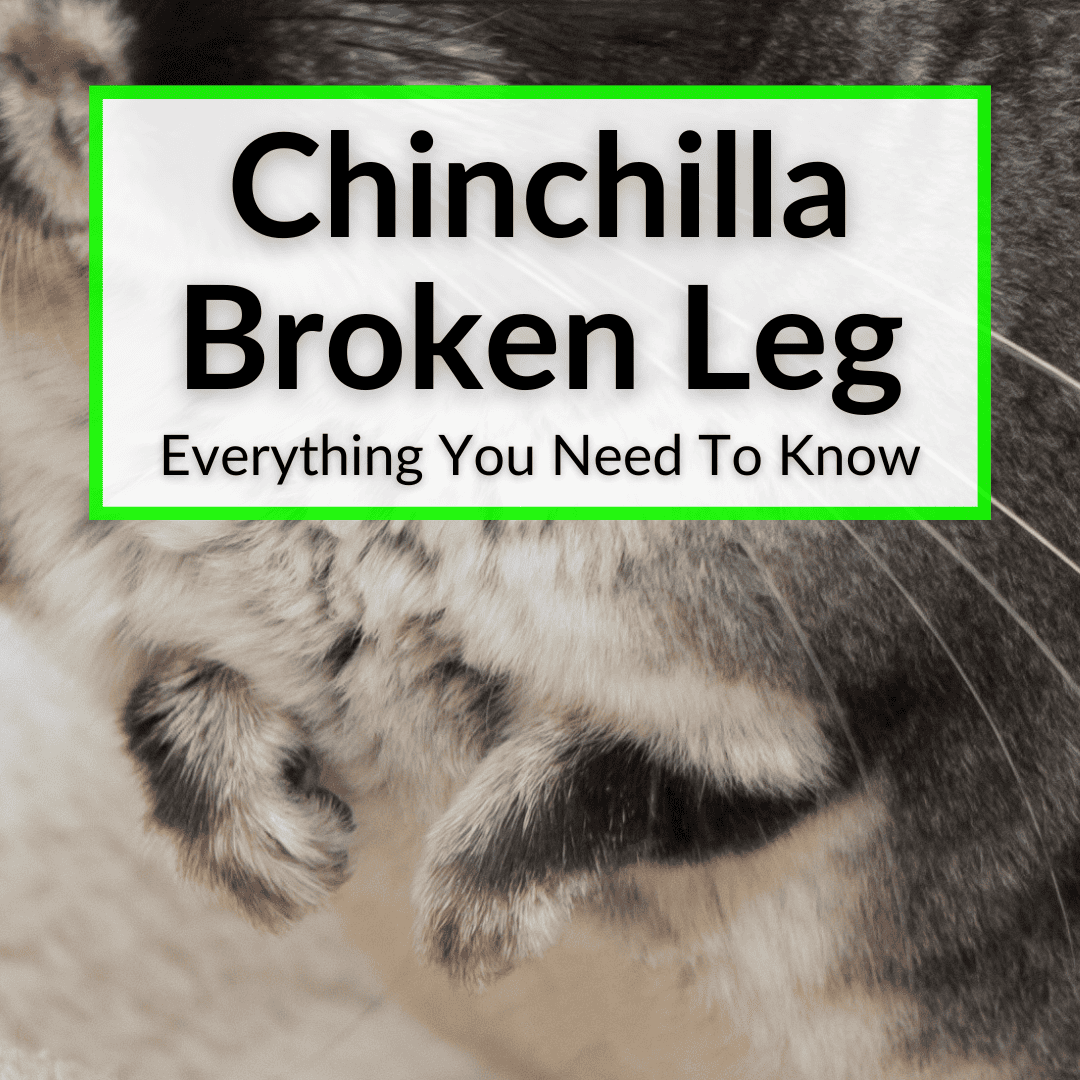 Chinchilla Broken Leg