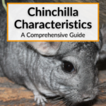 Chinchilla Characteristics