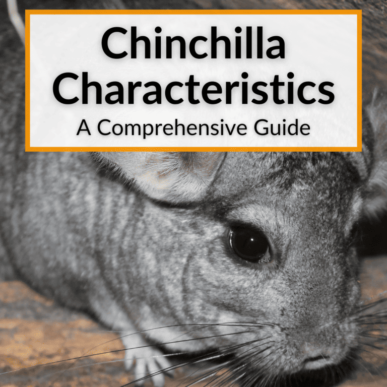 Chinchilla Behavior And Temperament (Surprises And What To Expect)
