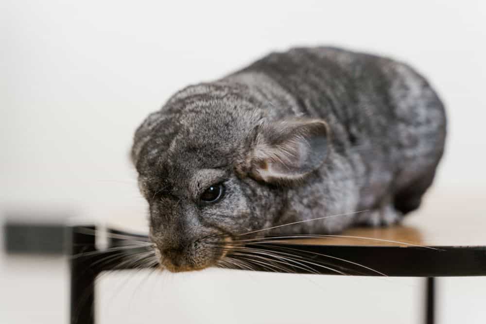 chinchilla with an abscess
