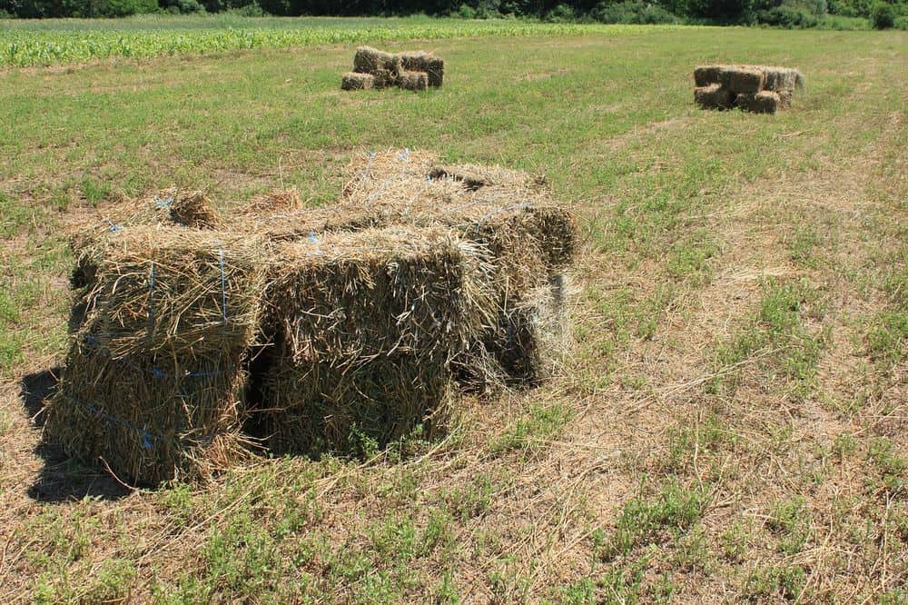 dried alfalfa hay