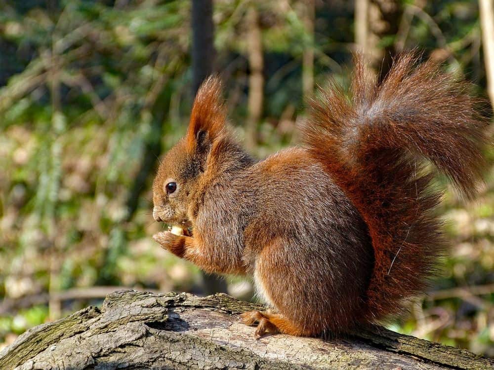 eurasian red squirrel