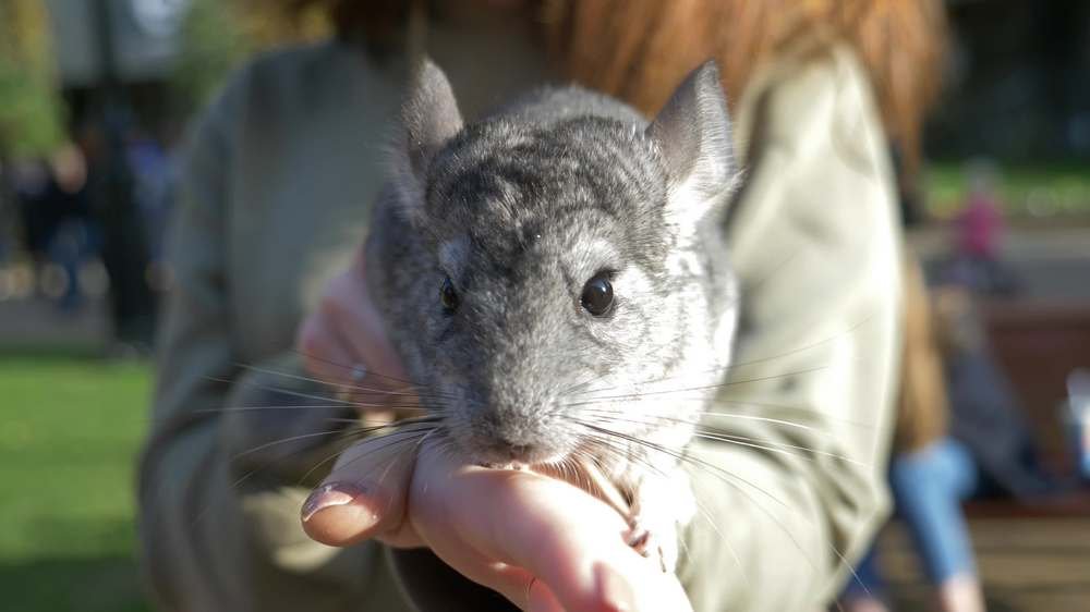 gray chinchilla on hand