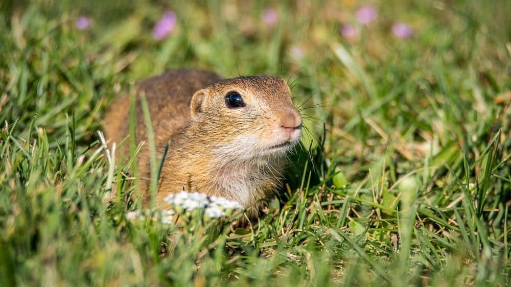 gopher