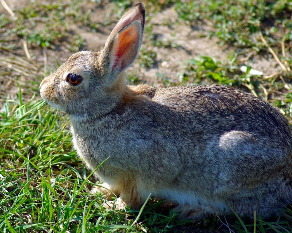 mountain cottontail rabbit