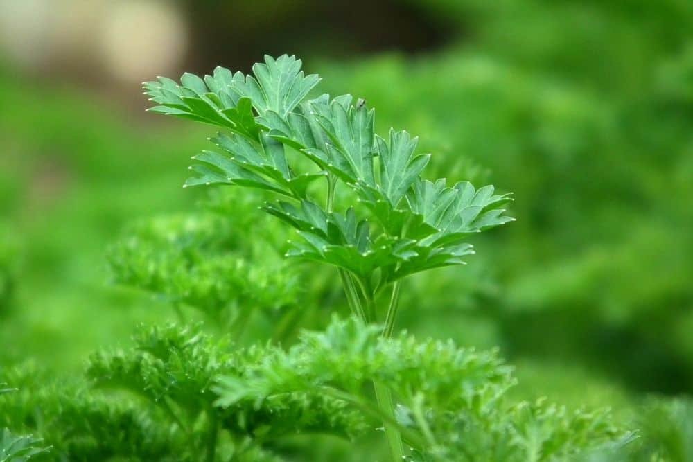 parsley