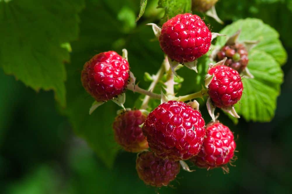 raspberries on bush