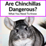 Are Chinchillas Dangerous