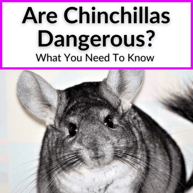 Chinchilla Bite Wounds (Both To A Chin And From One)