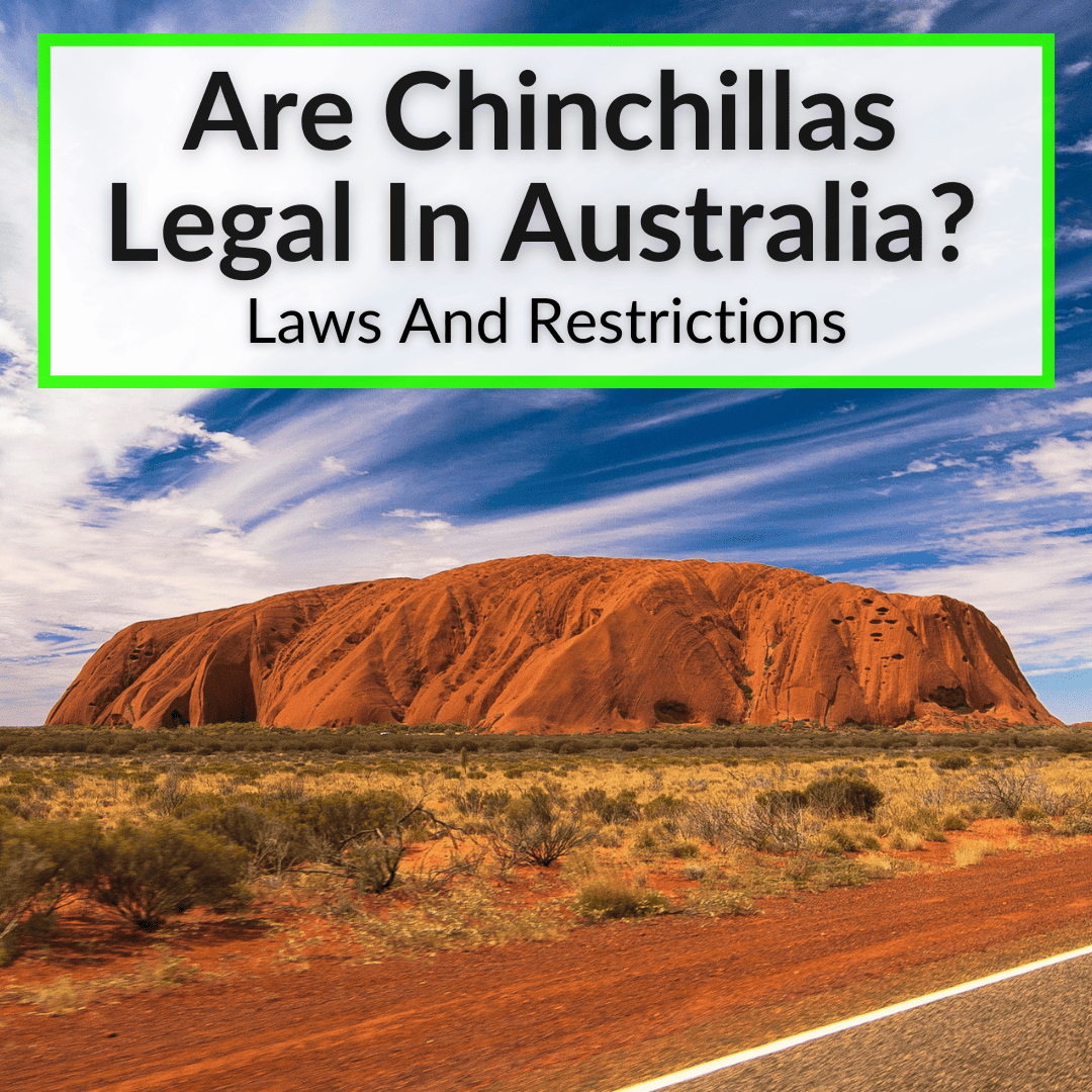 Are Chinchillas Legal In Australia