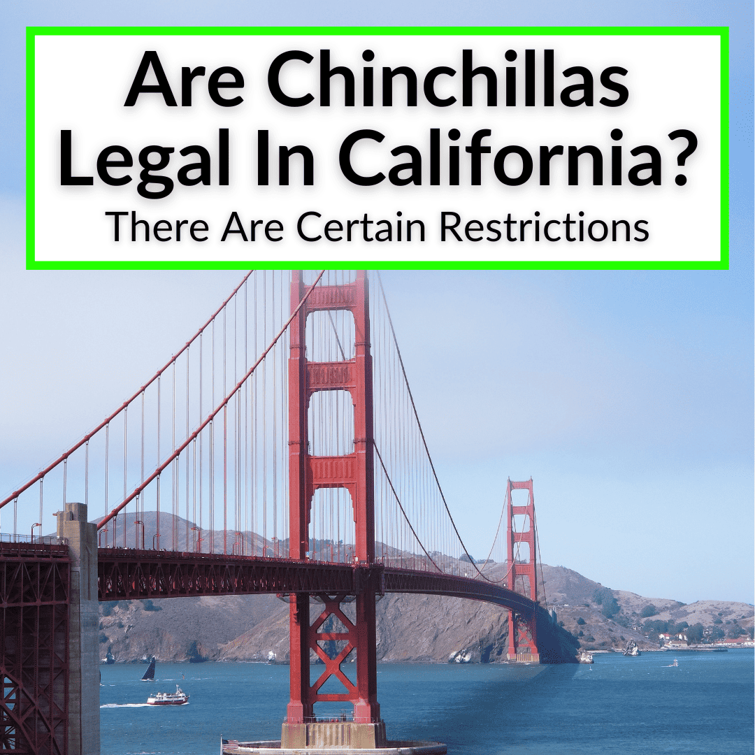 Are Chinchillas Legal In California