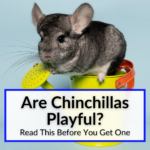 Are Chinchillas Playful