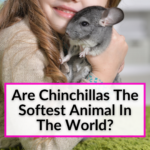 Are Chinchillas The Softest Animal In The World