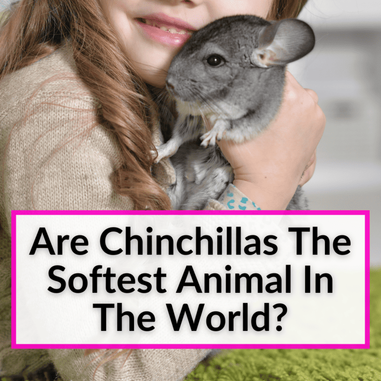 Chinchilla Bite Wounds (Both To A Chin And From One)