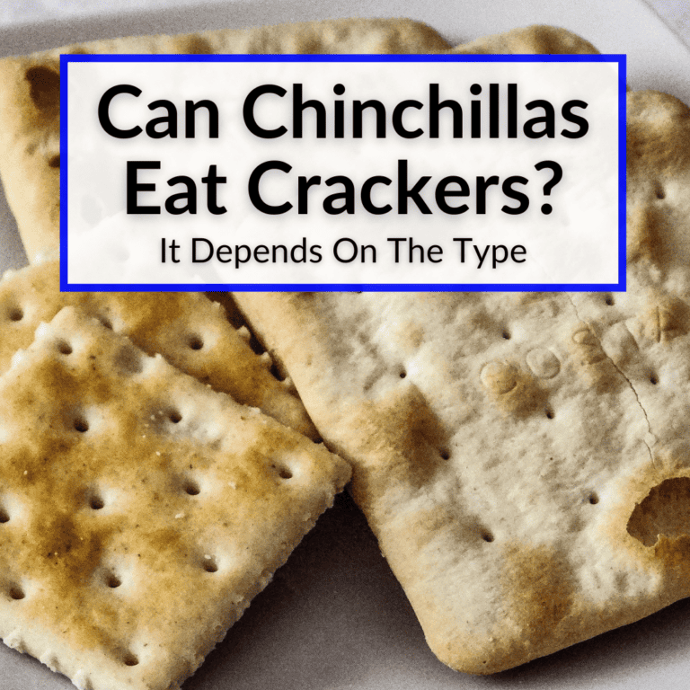 Chinchilla Dying Symptoms (Recognizing 7 Chinchilla Illnesses)