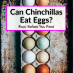 Can Chinchillas Eat Eggs