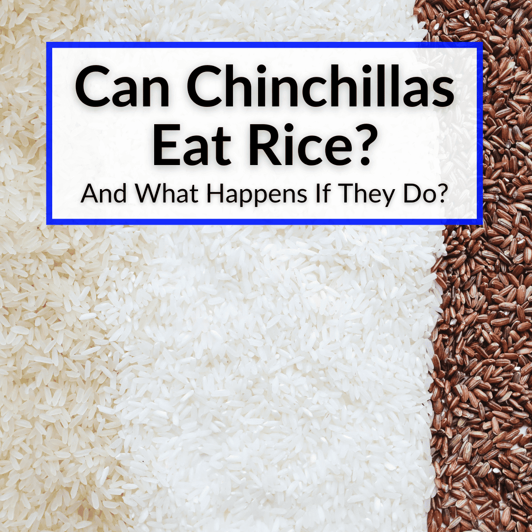 Can Chinchillas Eat Rice