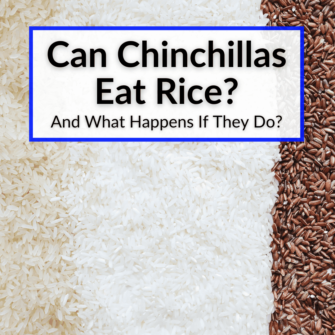 Can Chinchillas Eat Rice And What Happens If They Do 