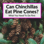 Can Chinchillas Have Pine Cones