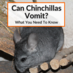 can chinchillas vomit