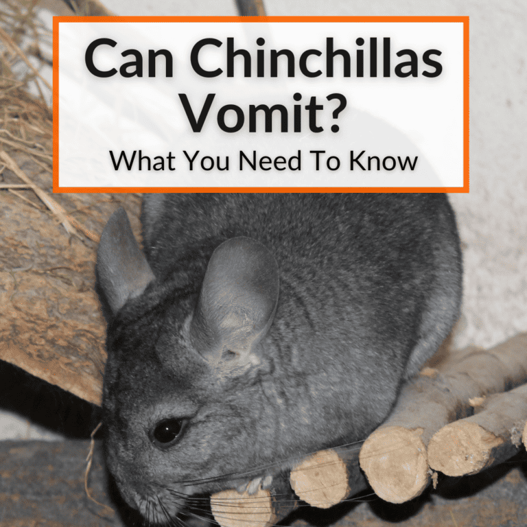 Can Chinchillas Vomit? (What You Need To Know)