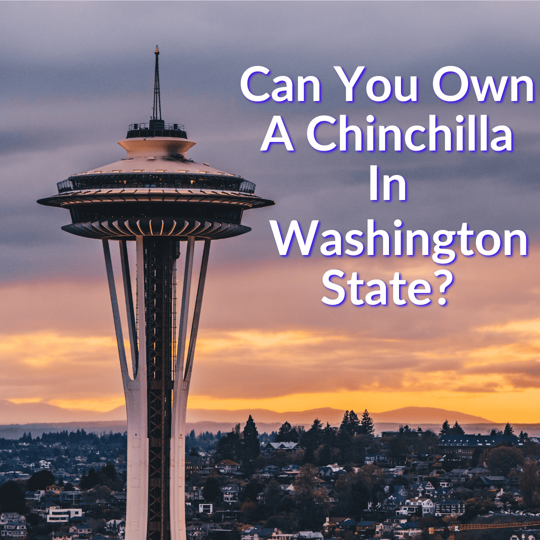 Can You Own A Chinchilla In Washington State