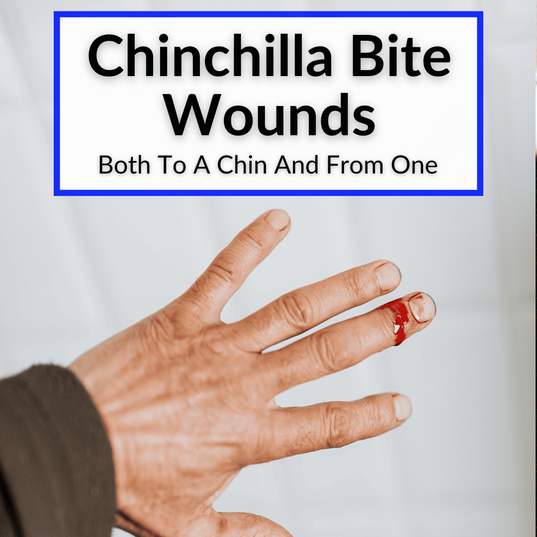 chinchilla bite wounds