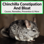 Chinchilla Constipation