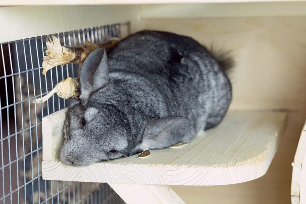 chinchilla can not throw up