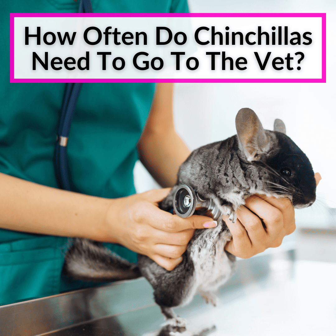 How Often Do Chinchillas Need To Go To The Vet
