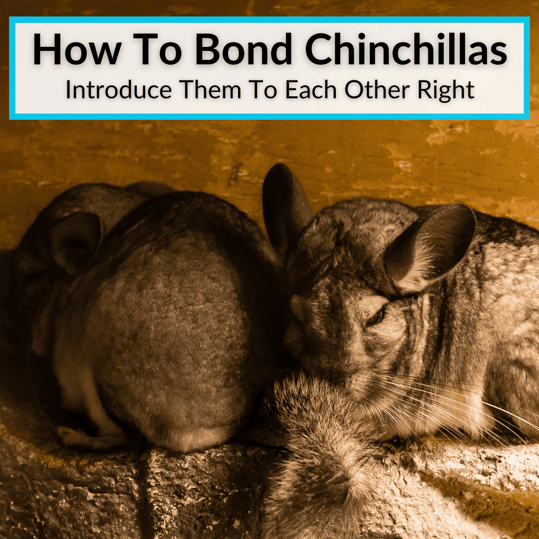 How To Bond Chinchillas