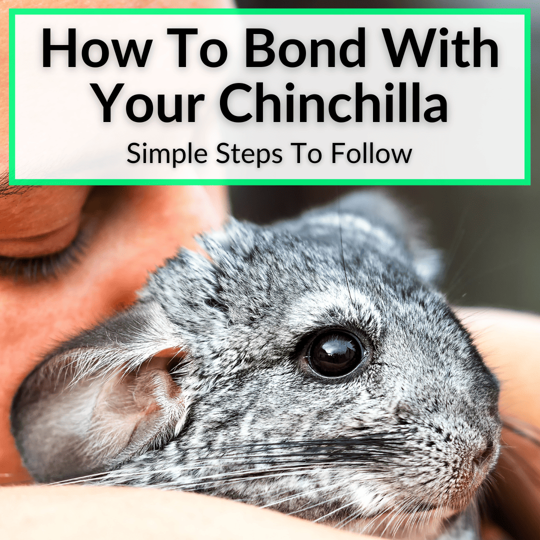 How To Bond With Your Chinchilla