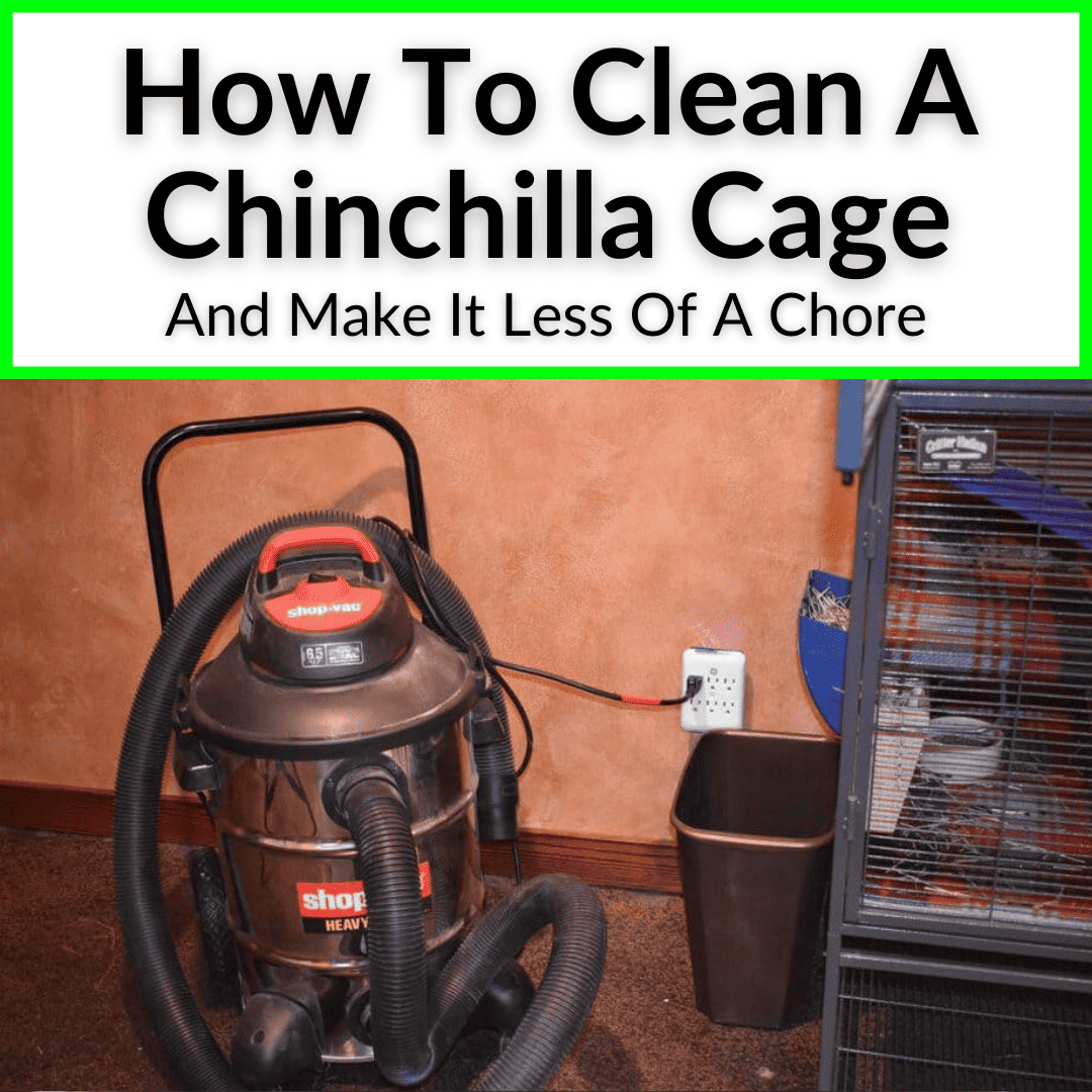 How To Clean A Chinchilla Cage