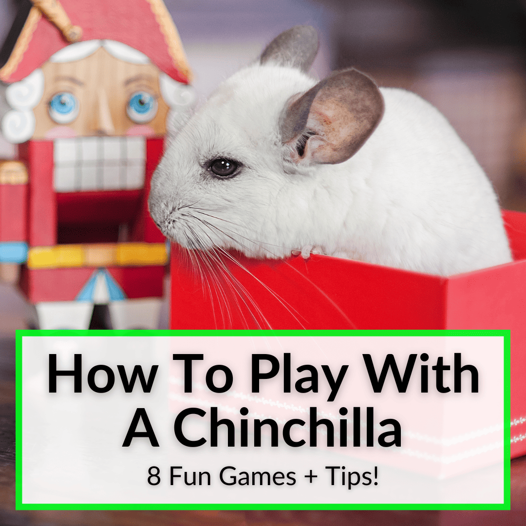 How To Play With A Chinchilla