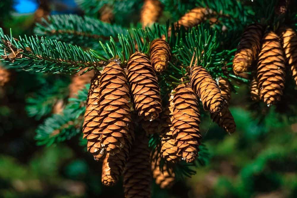 pine cones for chinchilla