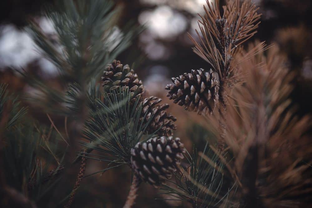 pine cones on tree