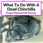 What To Do With A Dead Chinchilla