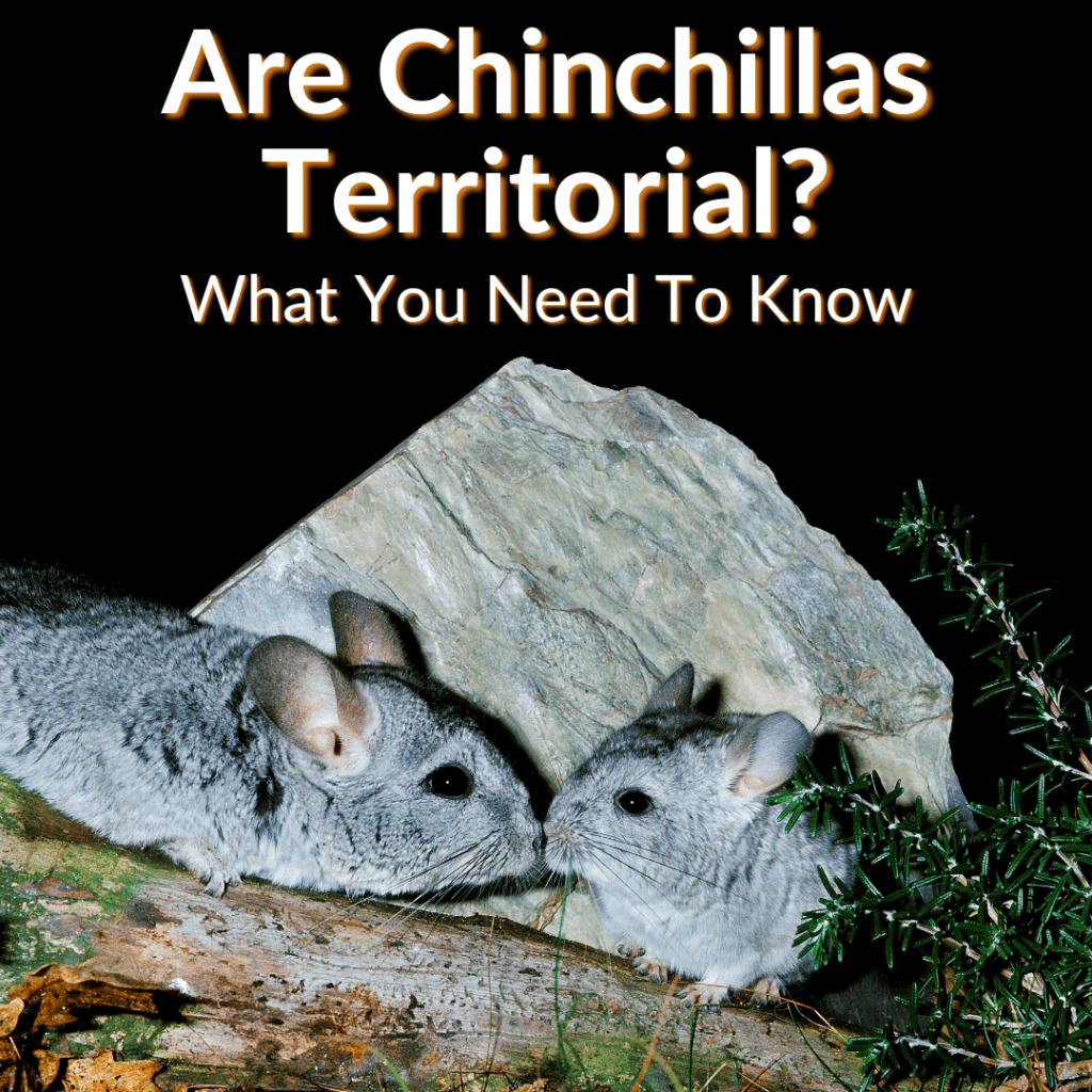 Are Chinchillas Territorial? (What You Need To Know)